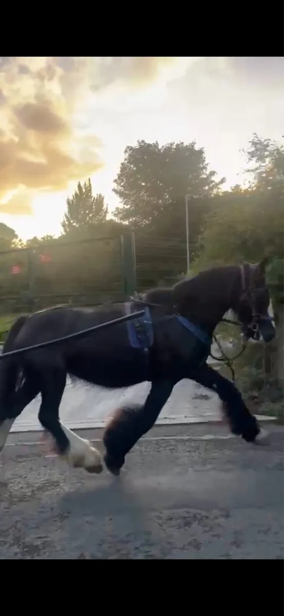14.1 cob mare - Image 4