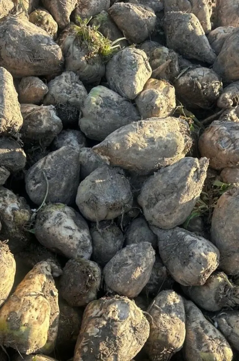 Fodder Beet - Image 1
