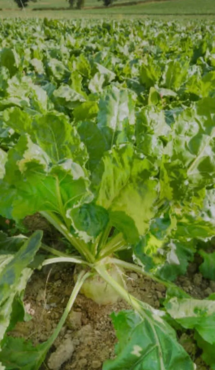 Fodder Beet - Image 2