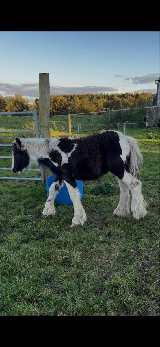 Foals - Image 2