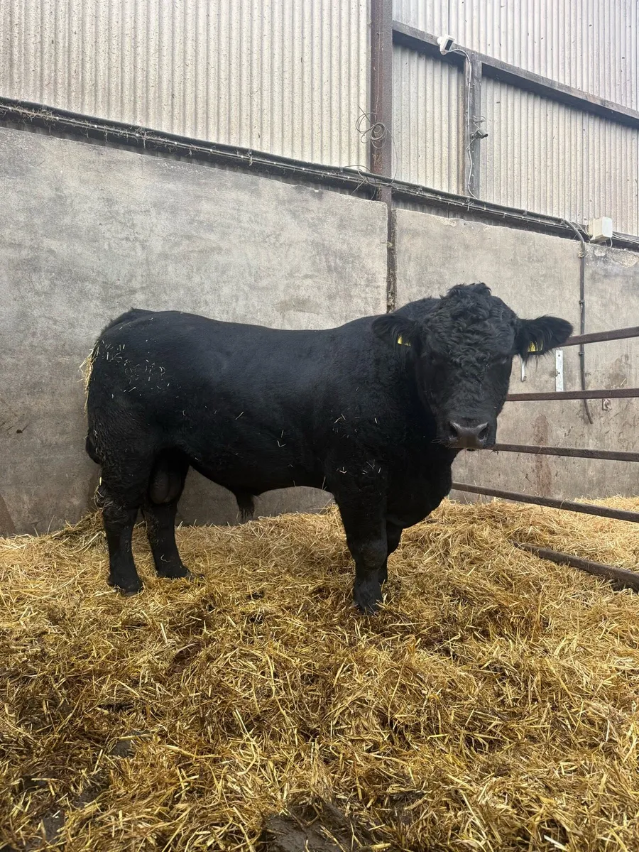 Angus bull - Image 1