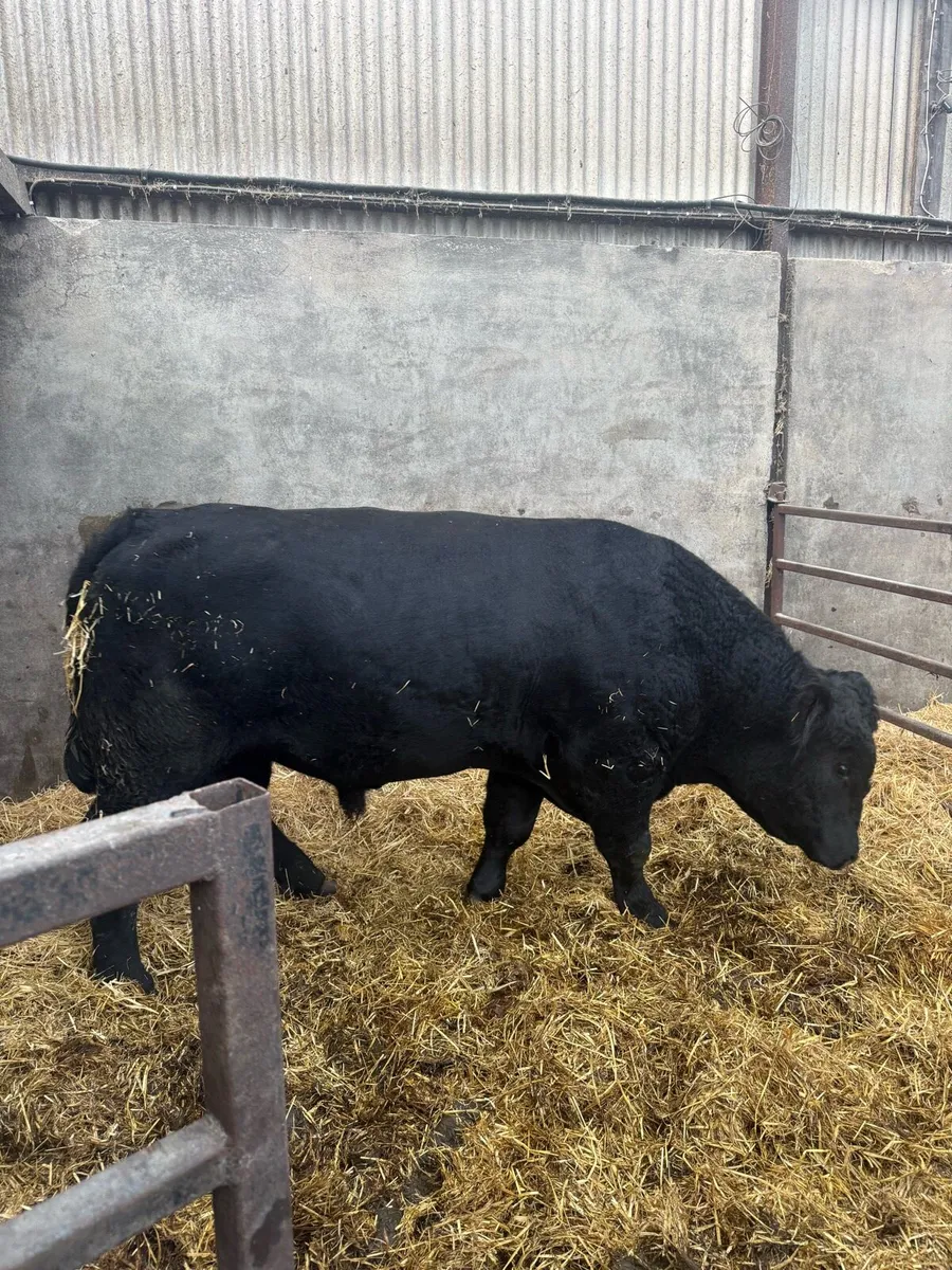 Angus bull - Image 2