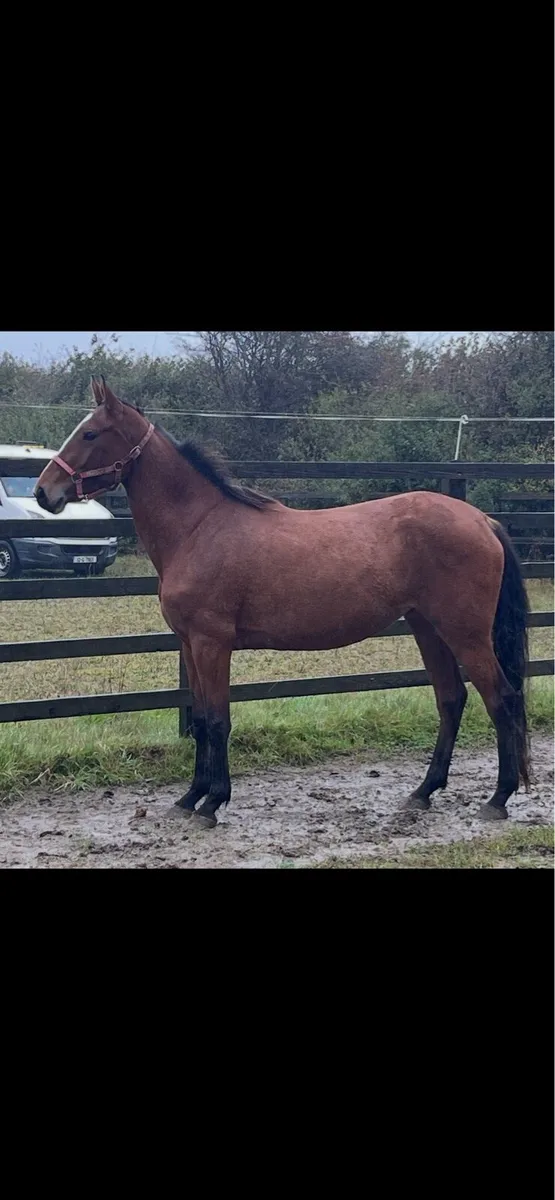 3 yr old Nixon