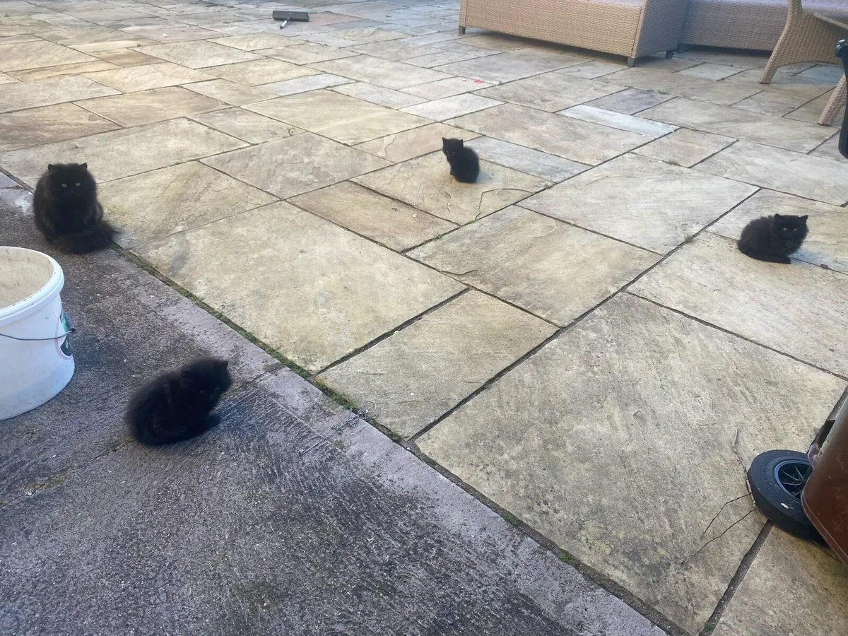 Kittens - Image 1