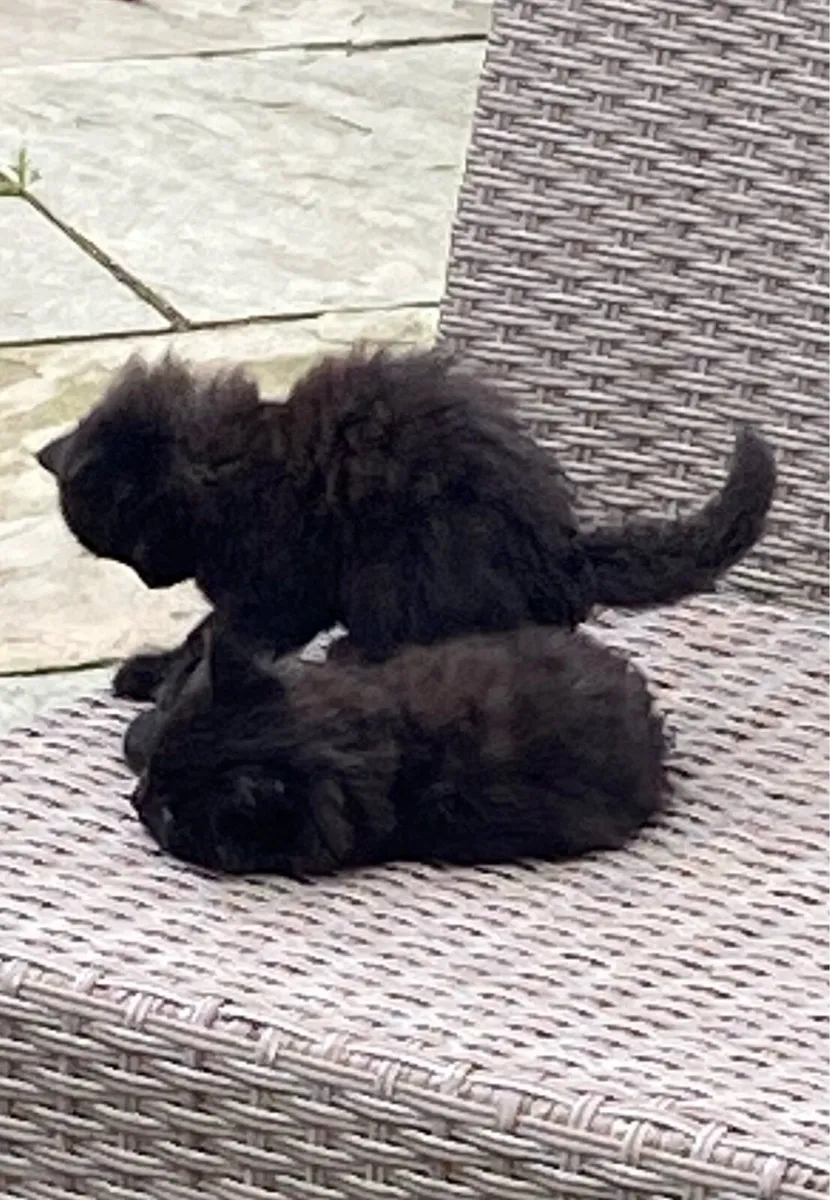 Kittens - Image 2