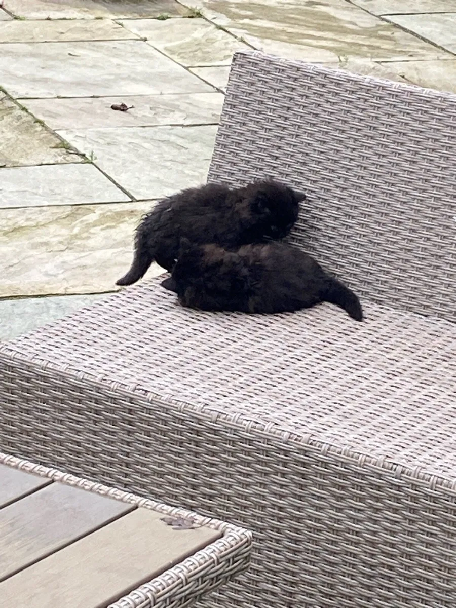Kittens - Image 3