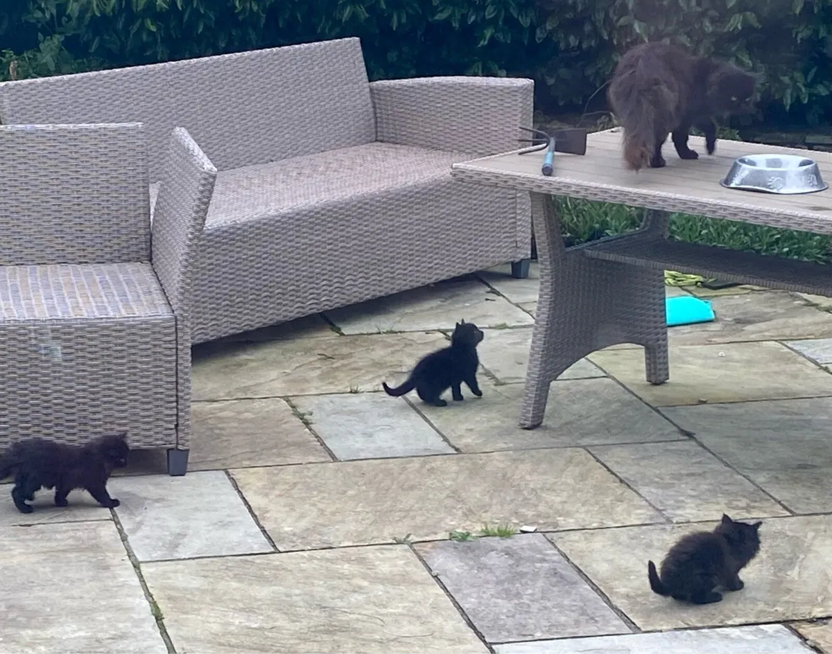 Kittens - Image 4