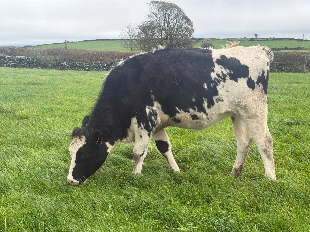 In-Calf Heifers 15 from group of 22 - Image 2