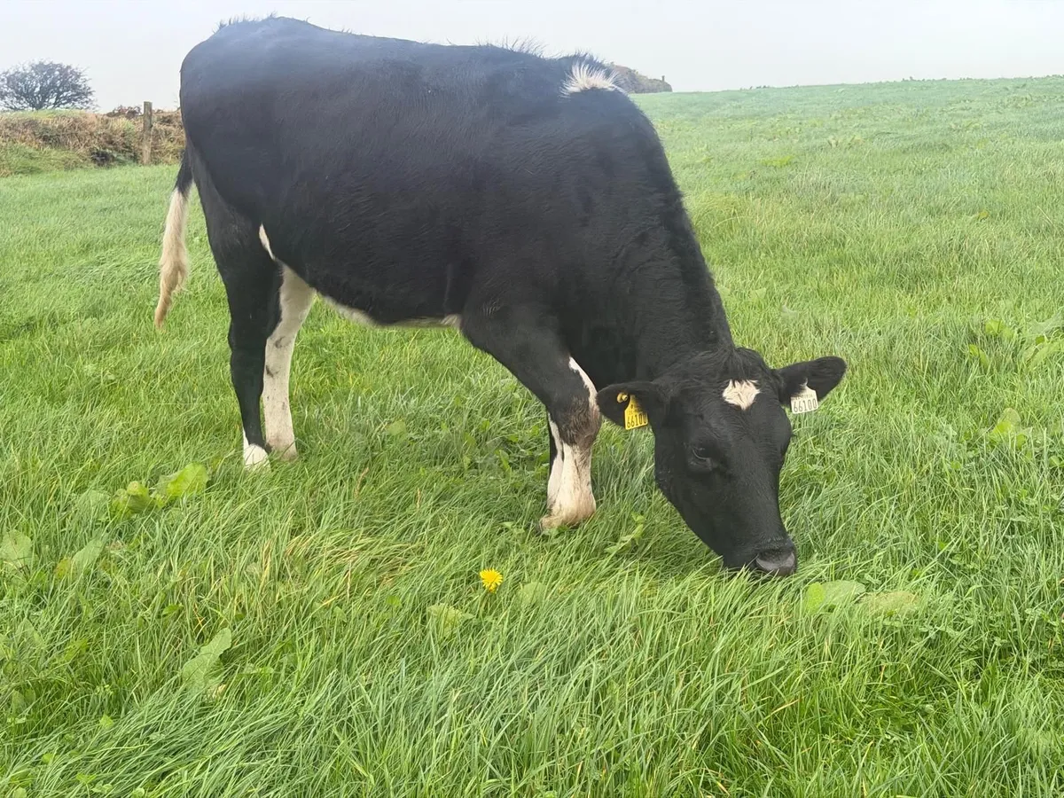 In-Calf Heifers 15 from group of 22 - Image 3