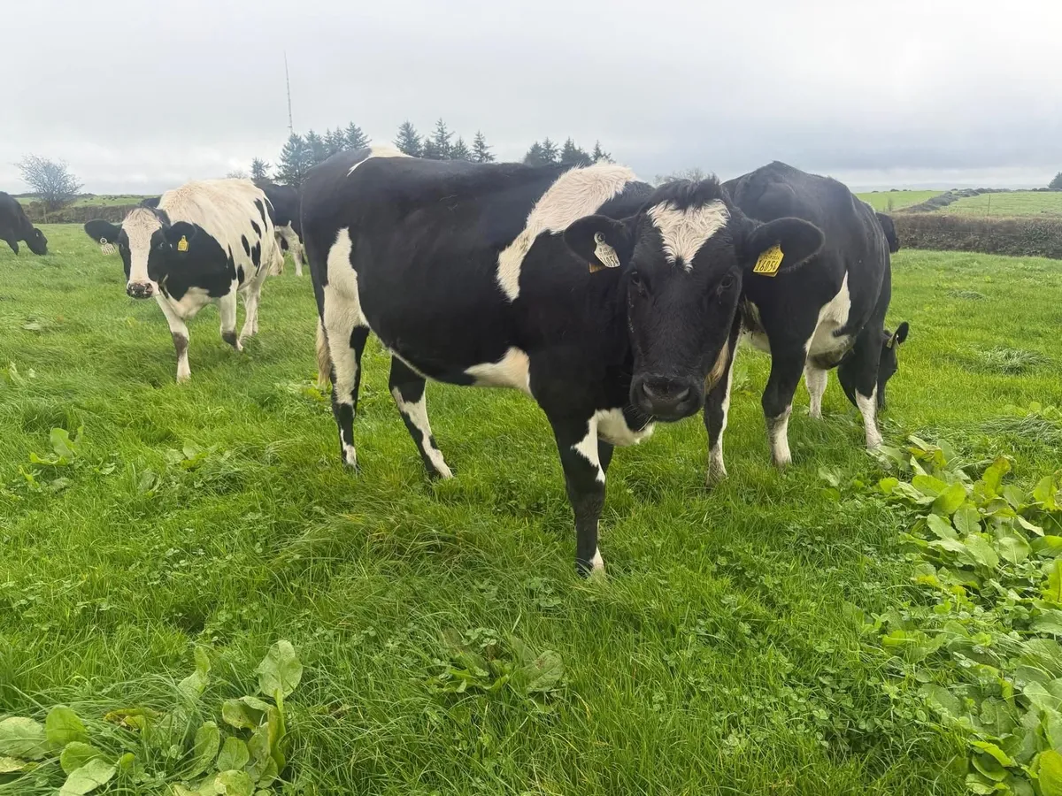 In-Calf Heifers 15 from group of 22 - Image 4