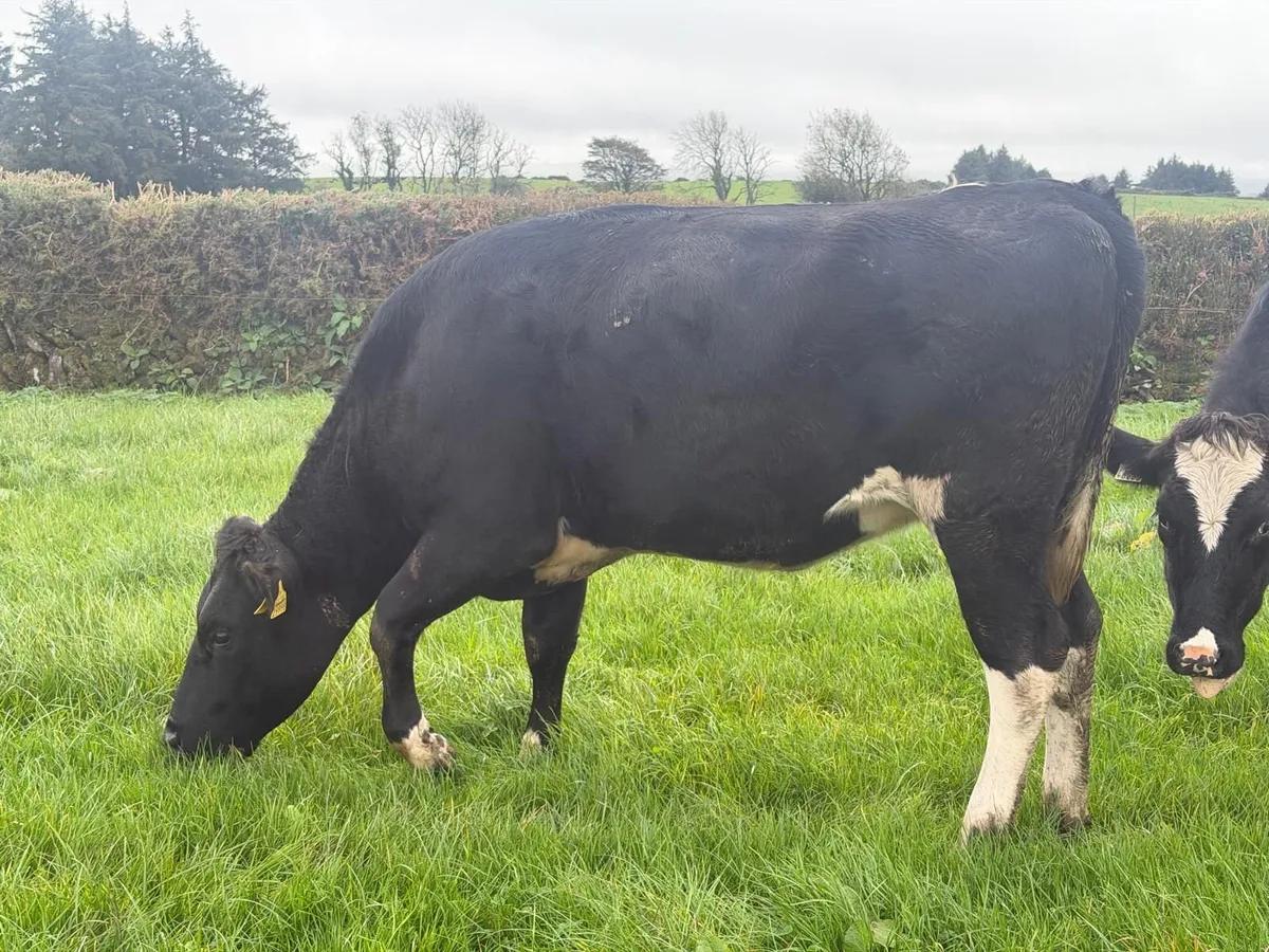 In-Calf Heifers 15 from group of 22 - Image 1