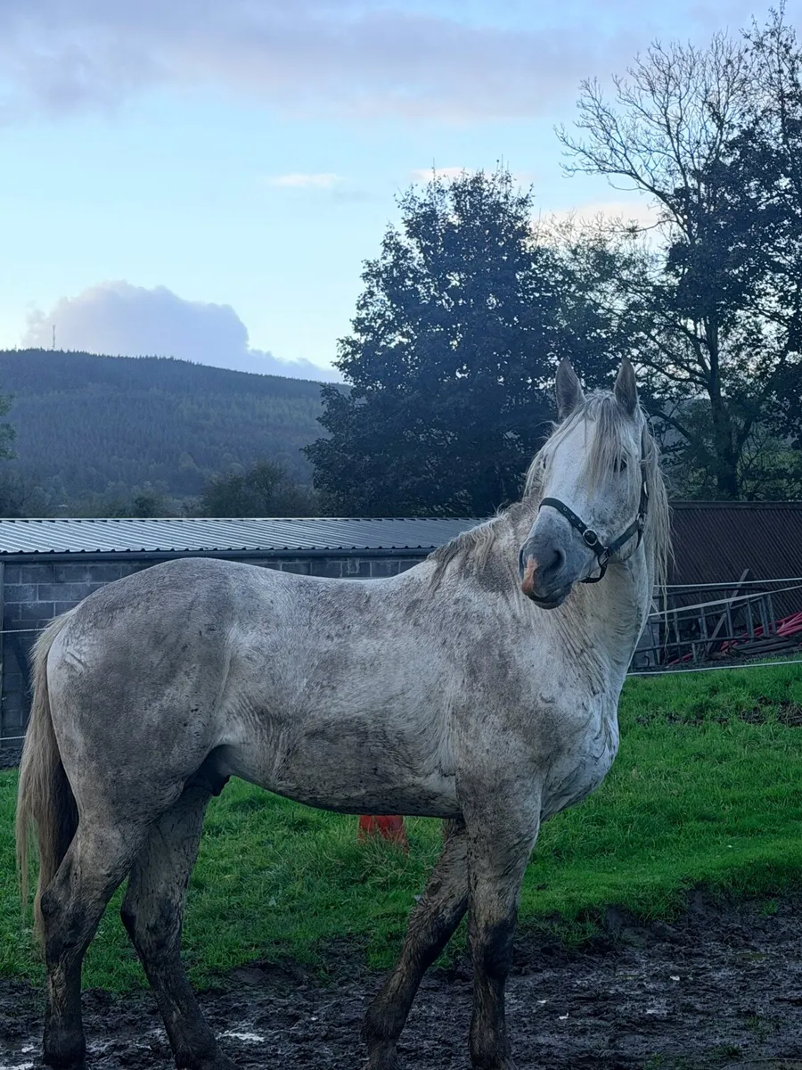 Irish draught stallion - Image 1