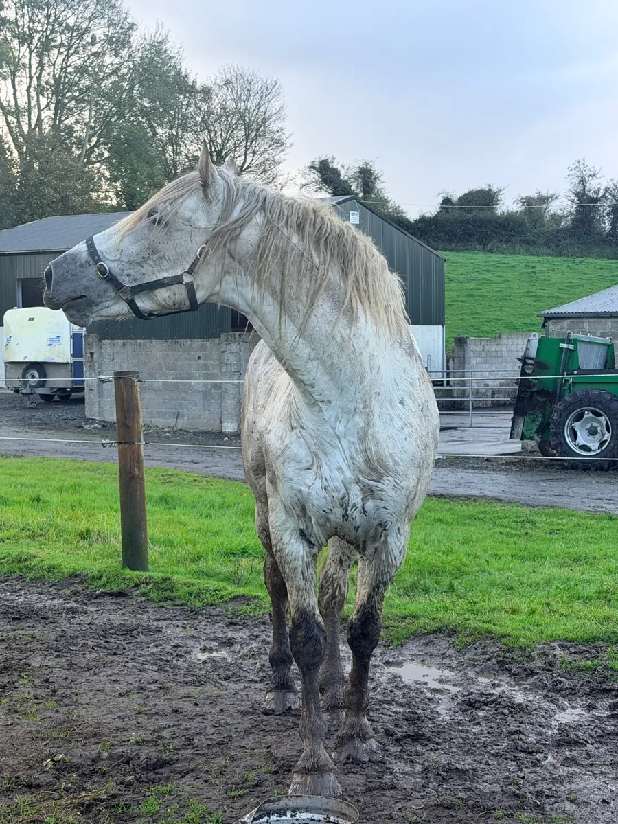 Irish draught stallion - Image 2