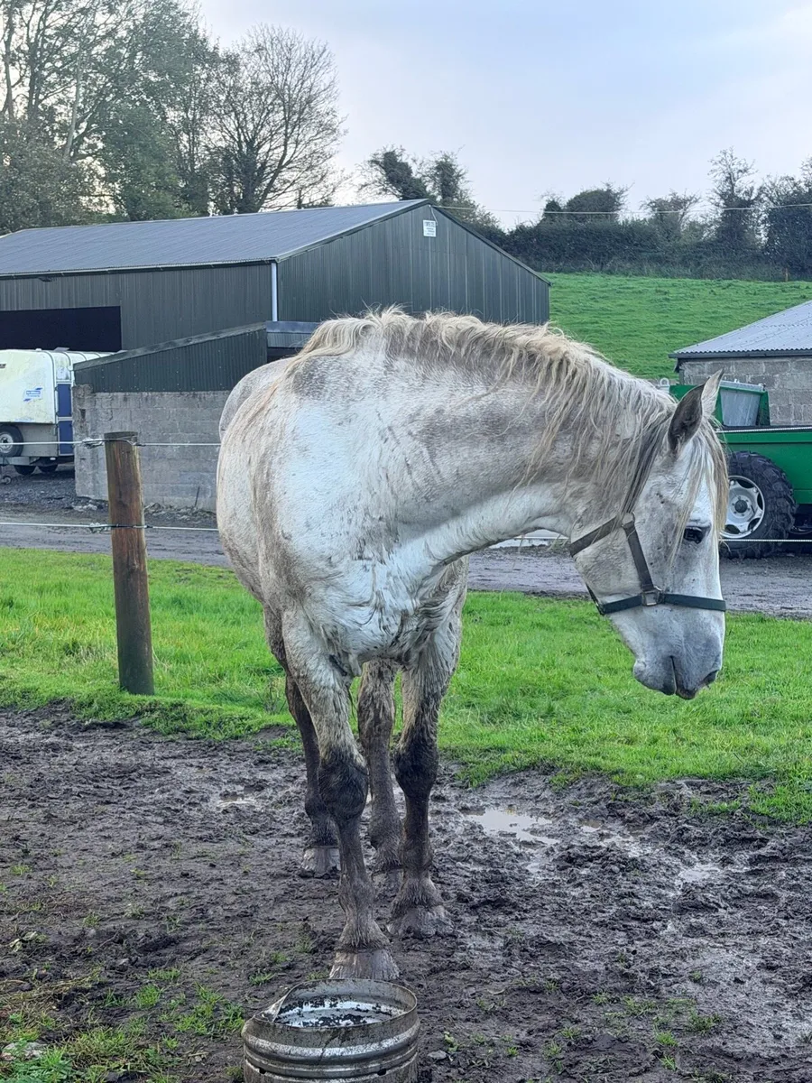 Irish draught stallion - Image 3