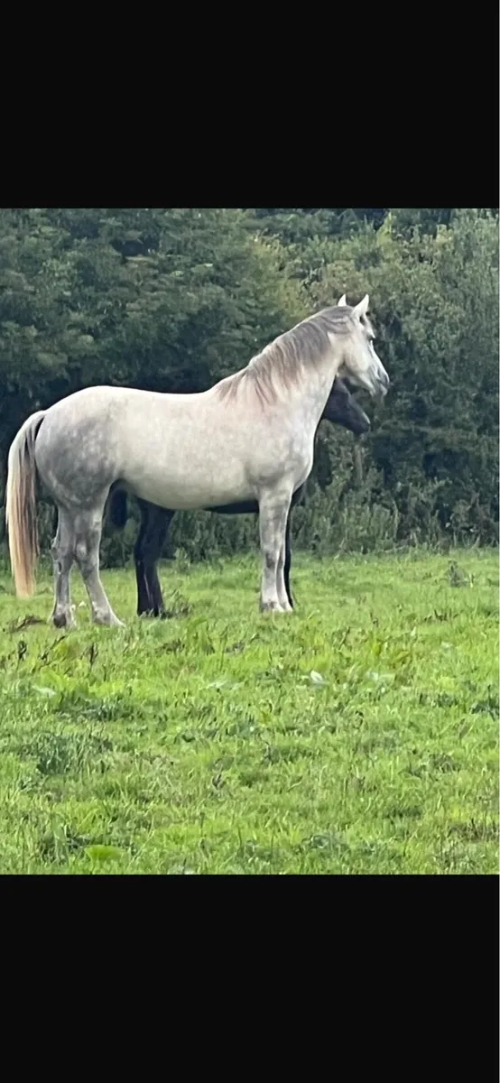 Irish draught colt foal - Image 4