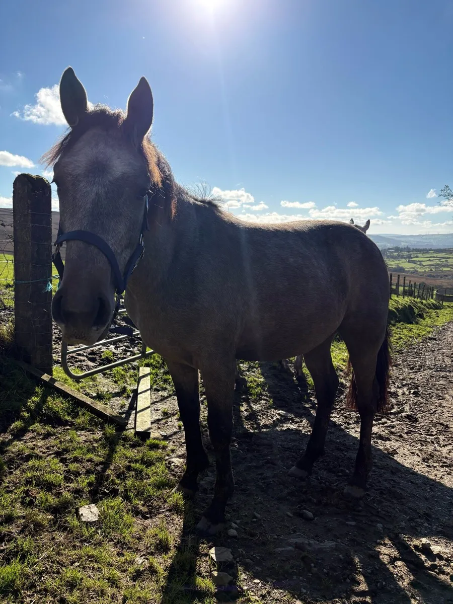Thoroughbred x Connemara Yearling Colt - Image 3