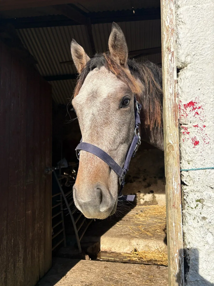 Thoroughbred x Connemara Yearling Colt - Image 4