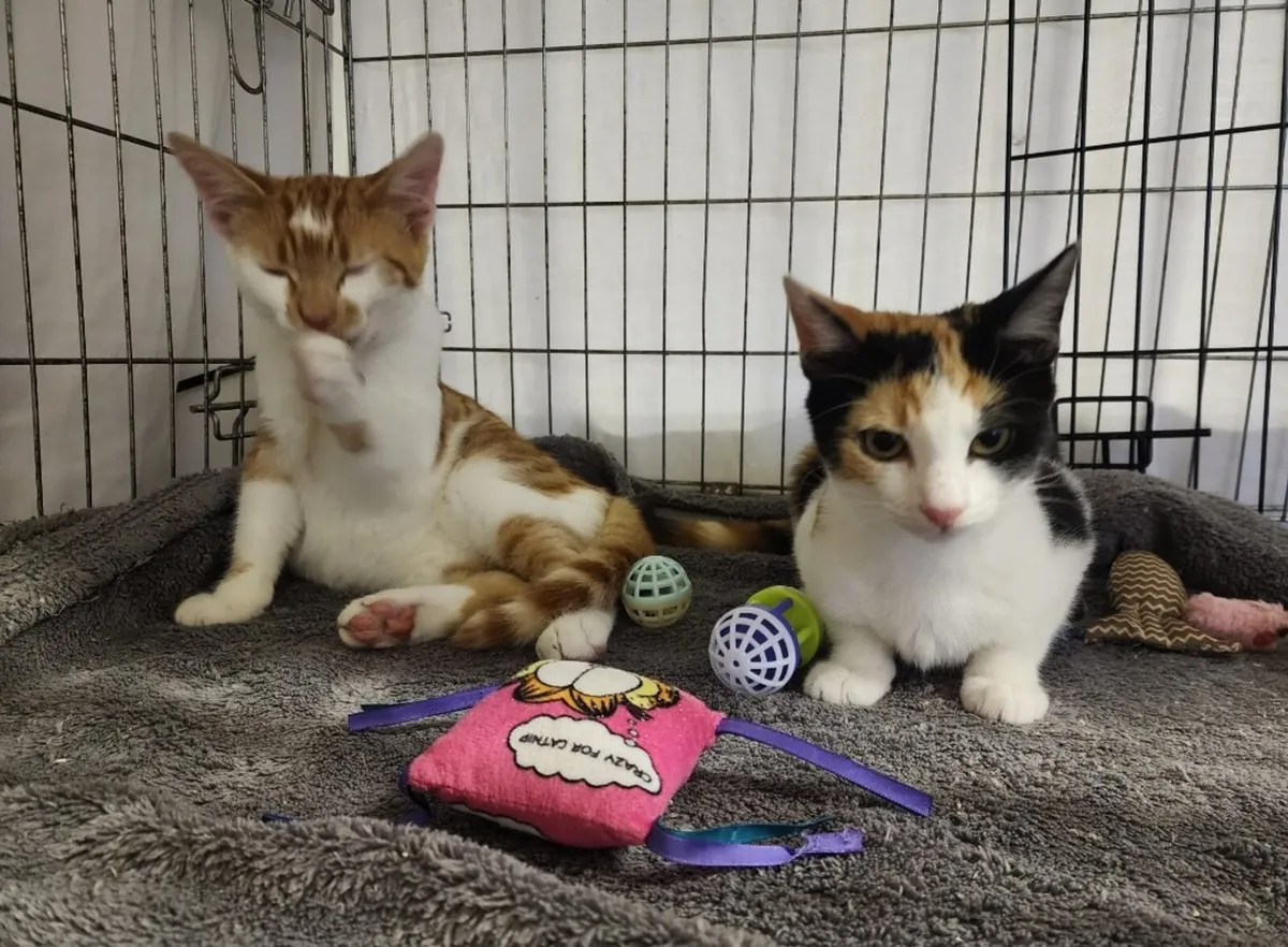 5 months old Daisy and Diesel for adoption! - Image 4