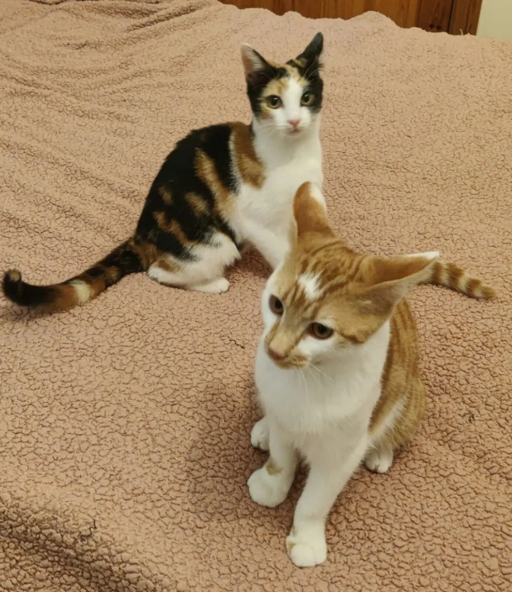 5 months old Daisy and Diesel for adoption! - Image 1