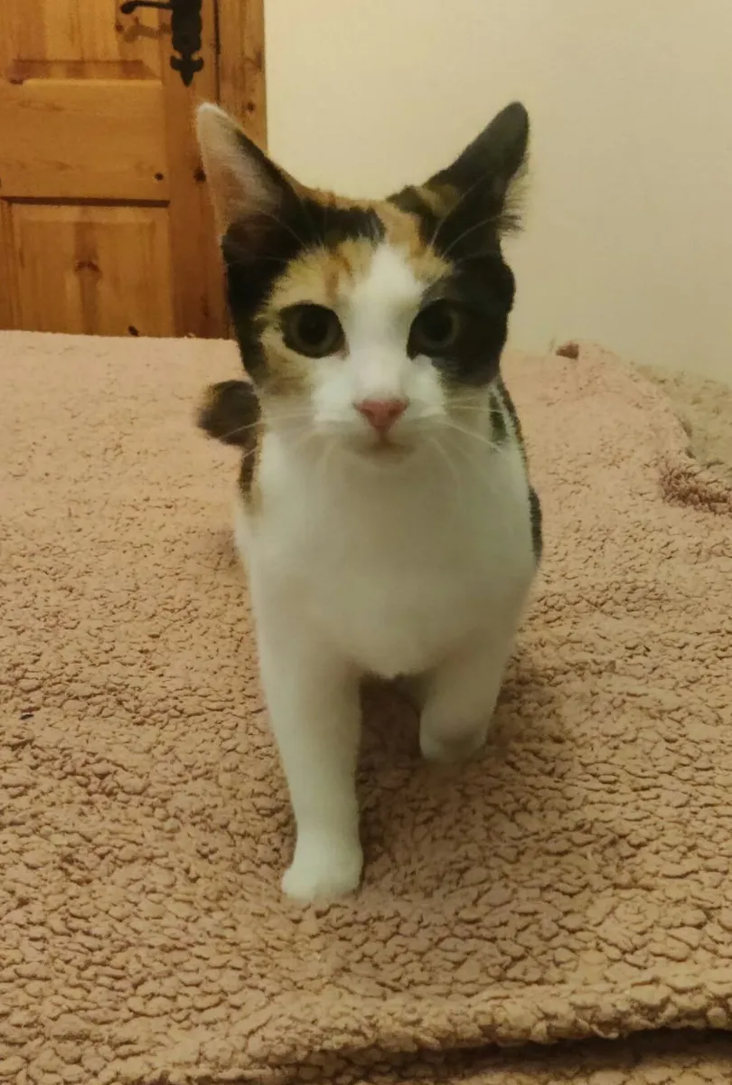 5 months old Daisy and Diesel for adoption! - Image 2