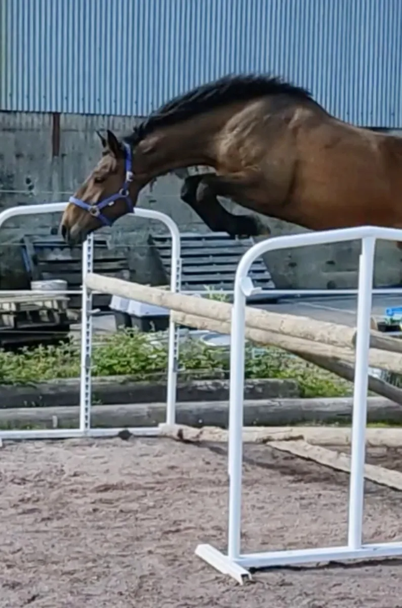 Lagans OBOS Broodmare in foal - Image 1