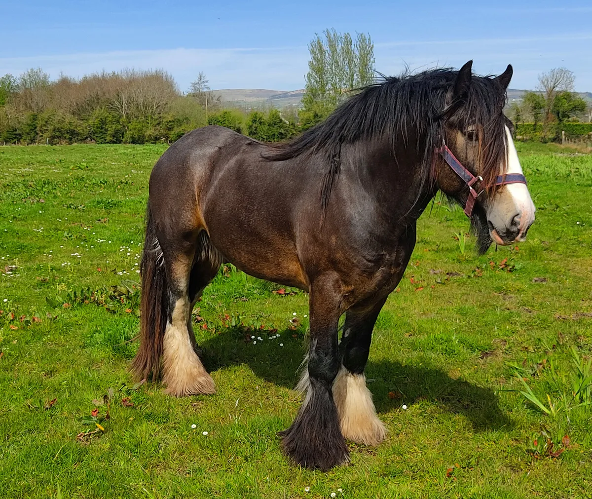 Lagans OBOS Broodmare in foal - Image 3