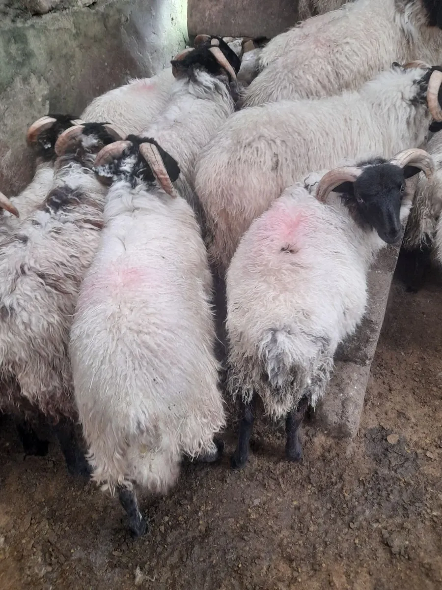 Mayo Ram Lambs & Hoggets Rams - Image 2