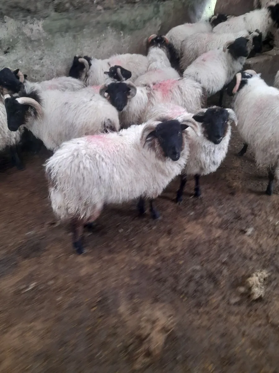 Mayo Ram Lambs & Hoggets Rams - Image 3