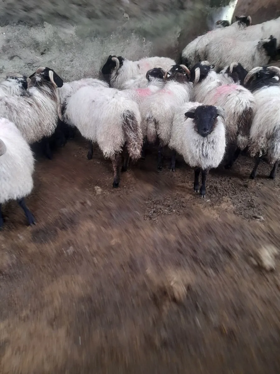 Mayo Ram Lambs & Hoggets Rams - Image 4