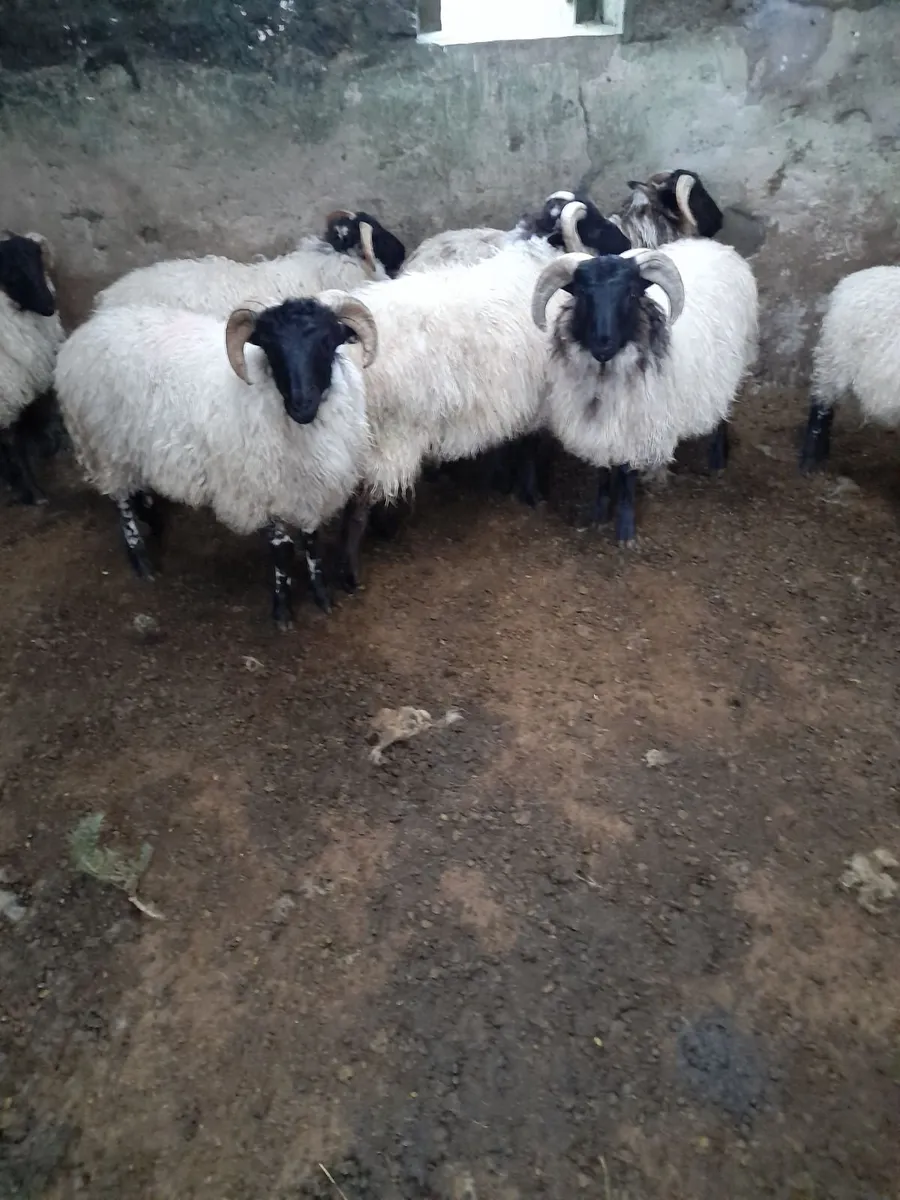 Mayo Ram Lambs & Hoggets Rams - Image 1