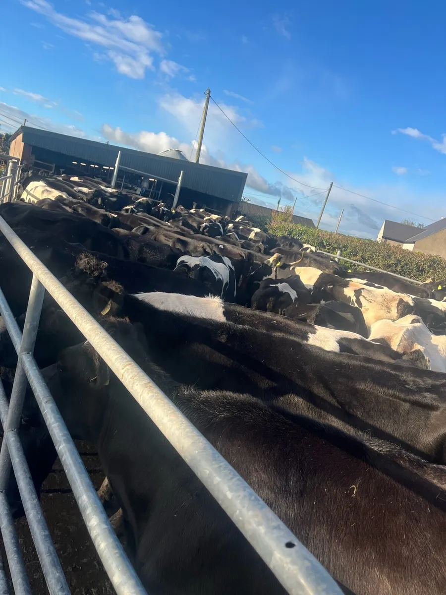 Young Empty cows - Image 2