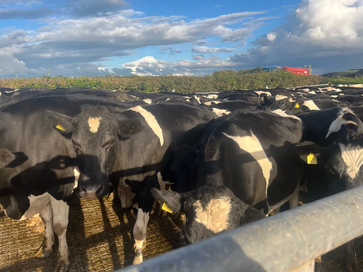 Young Empty cows - Image 1