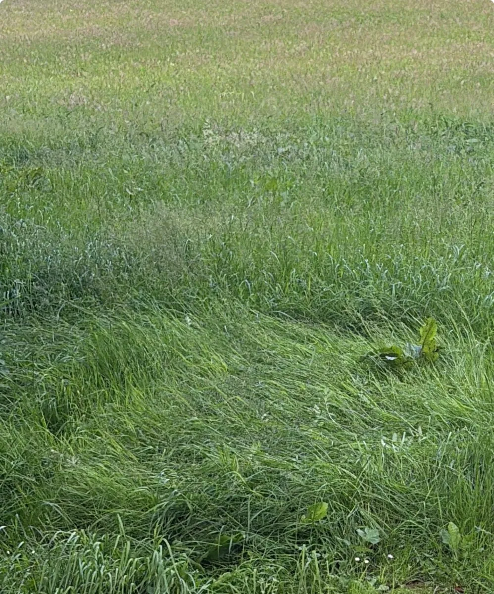 Haylage and small square hay bales - Image 3