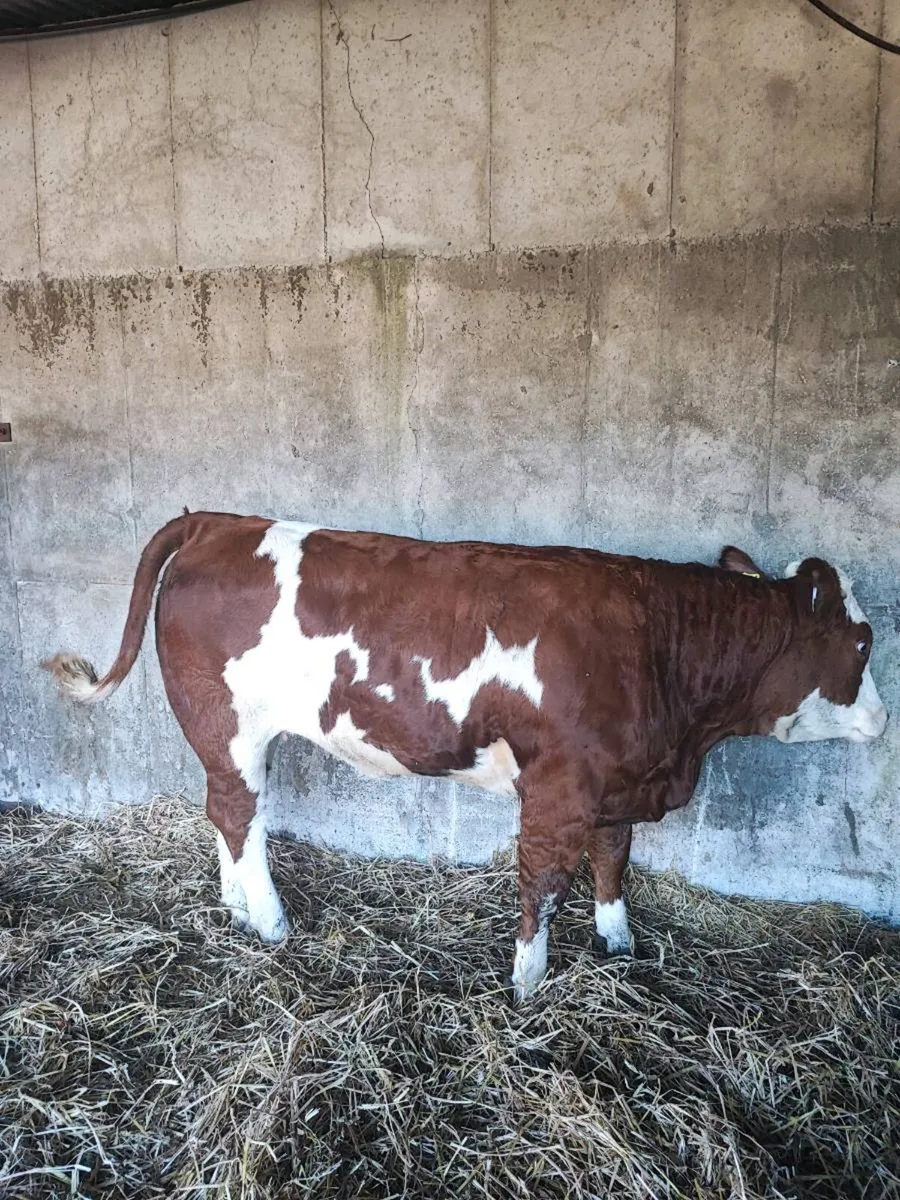 Show heifer - Image 3