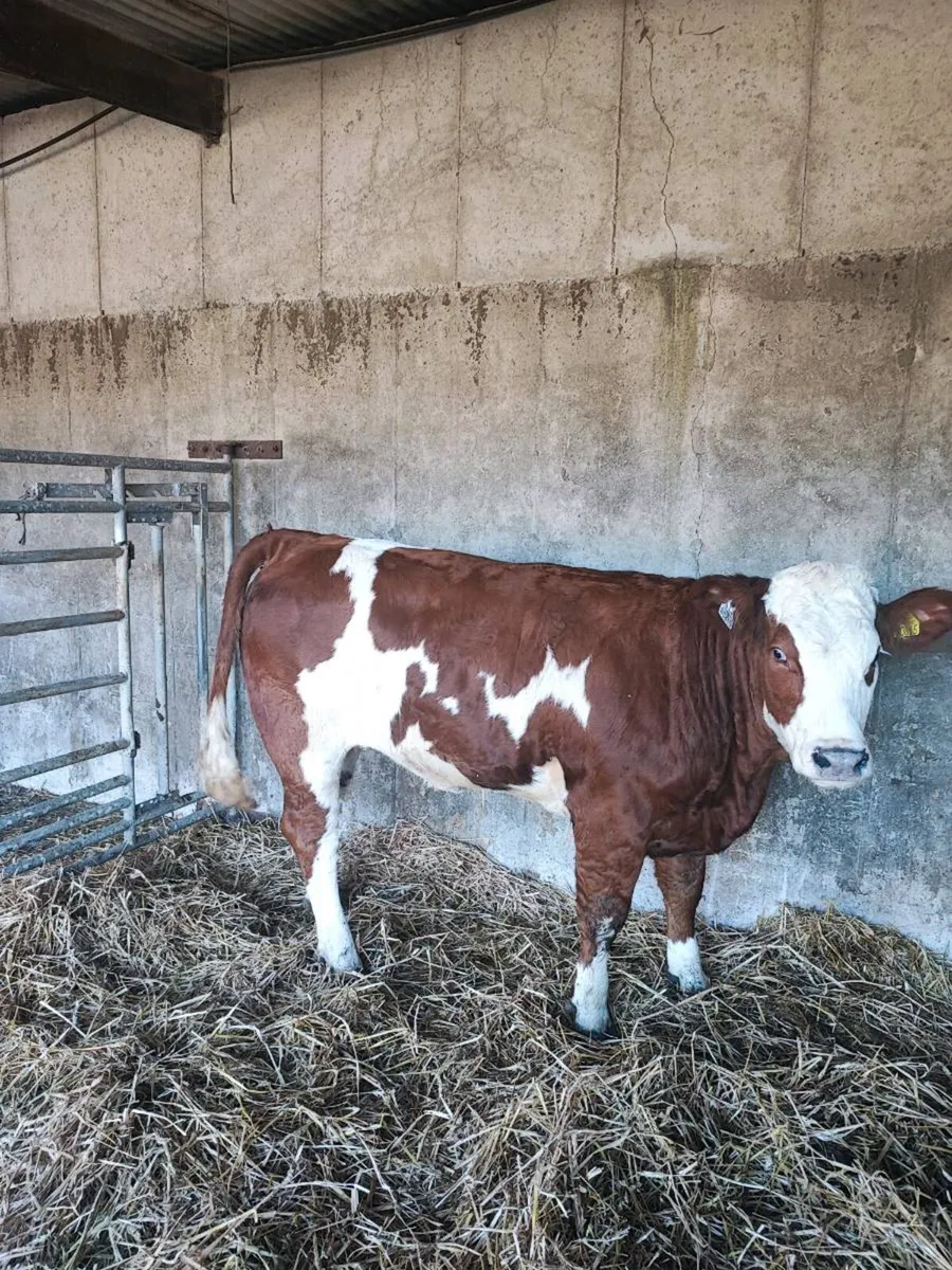 Show heifer - Image 2