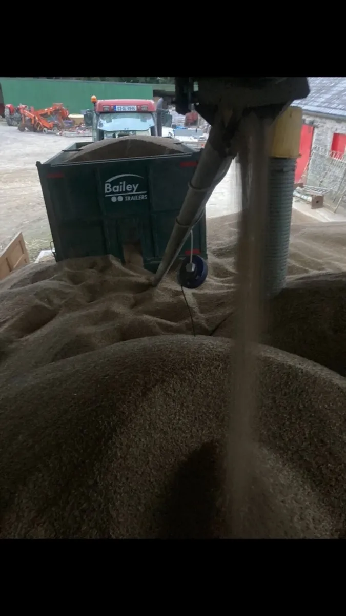 Oats - Image 3