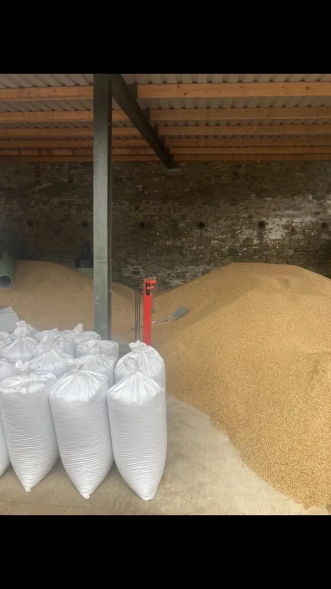 Oats - Image 1