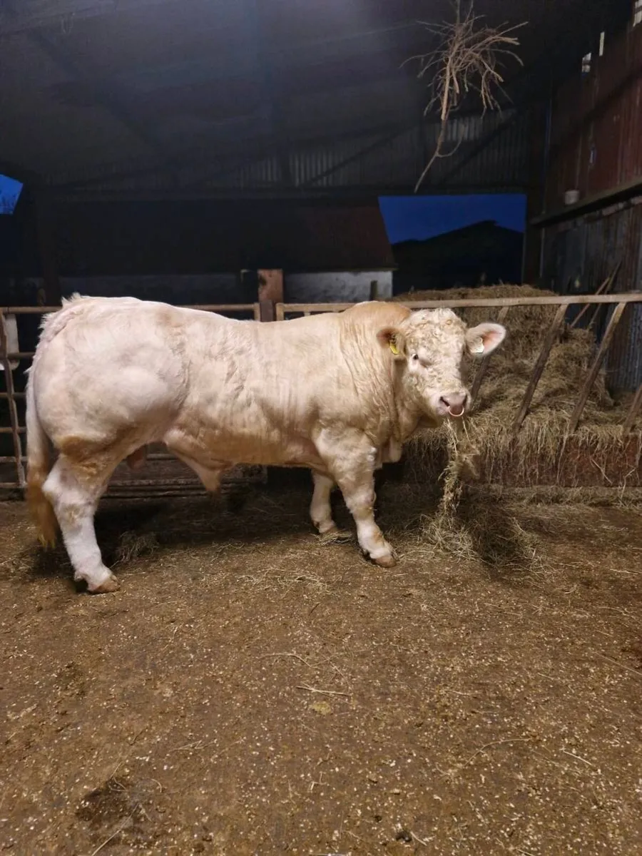Charolais bull - Image 2