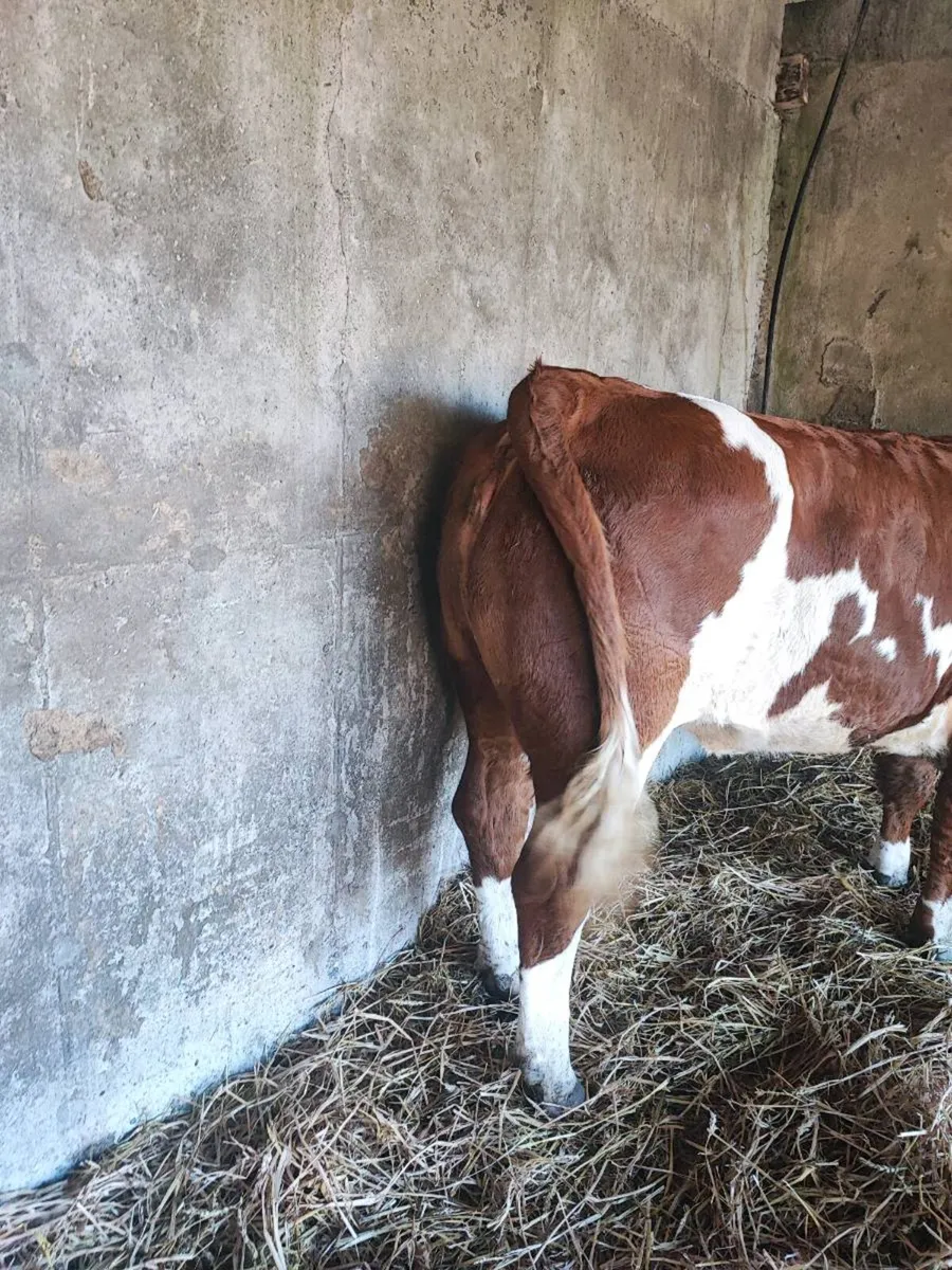 Show heifer - Image 1