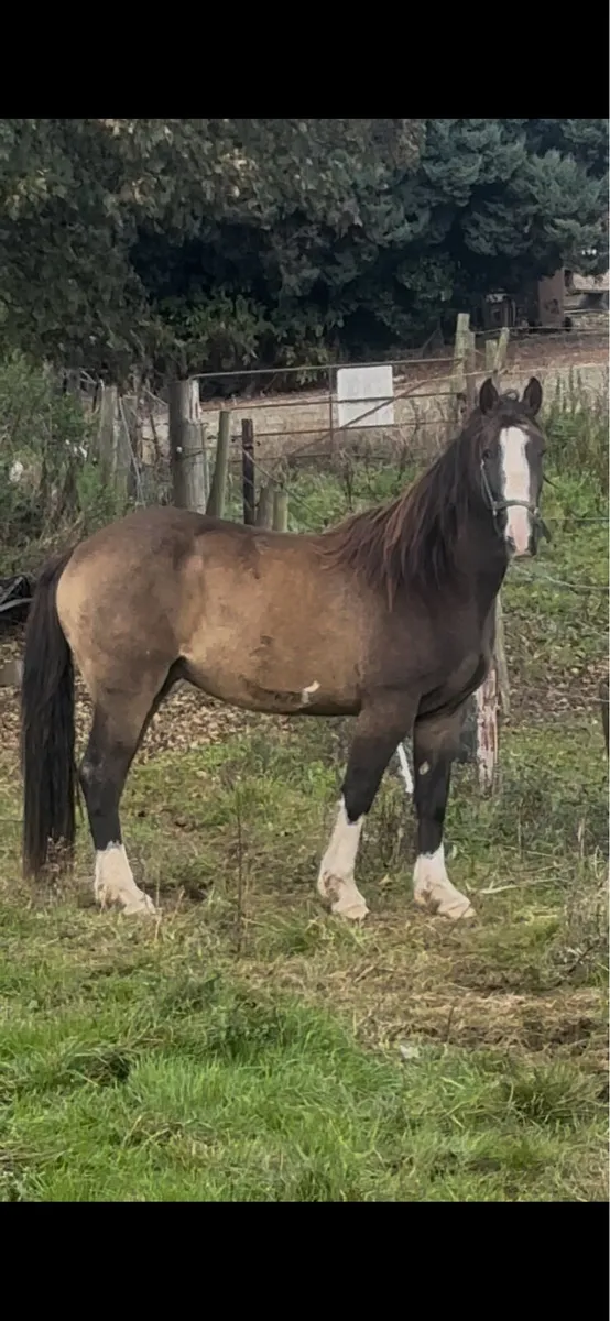 Dun 3 year old gelding - Image 1