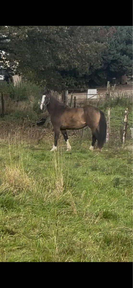 Dun 3 year old gelding - Image 2