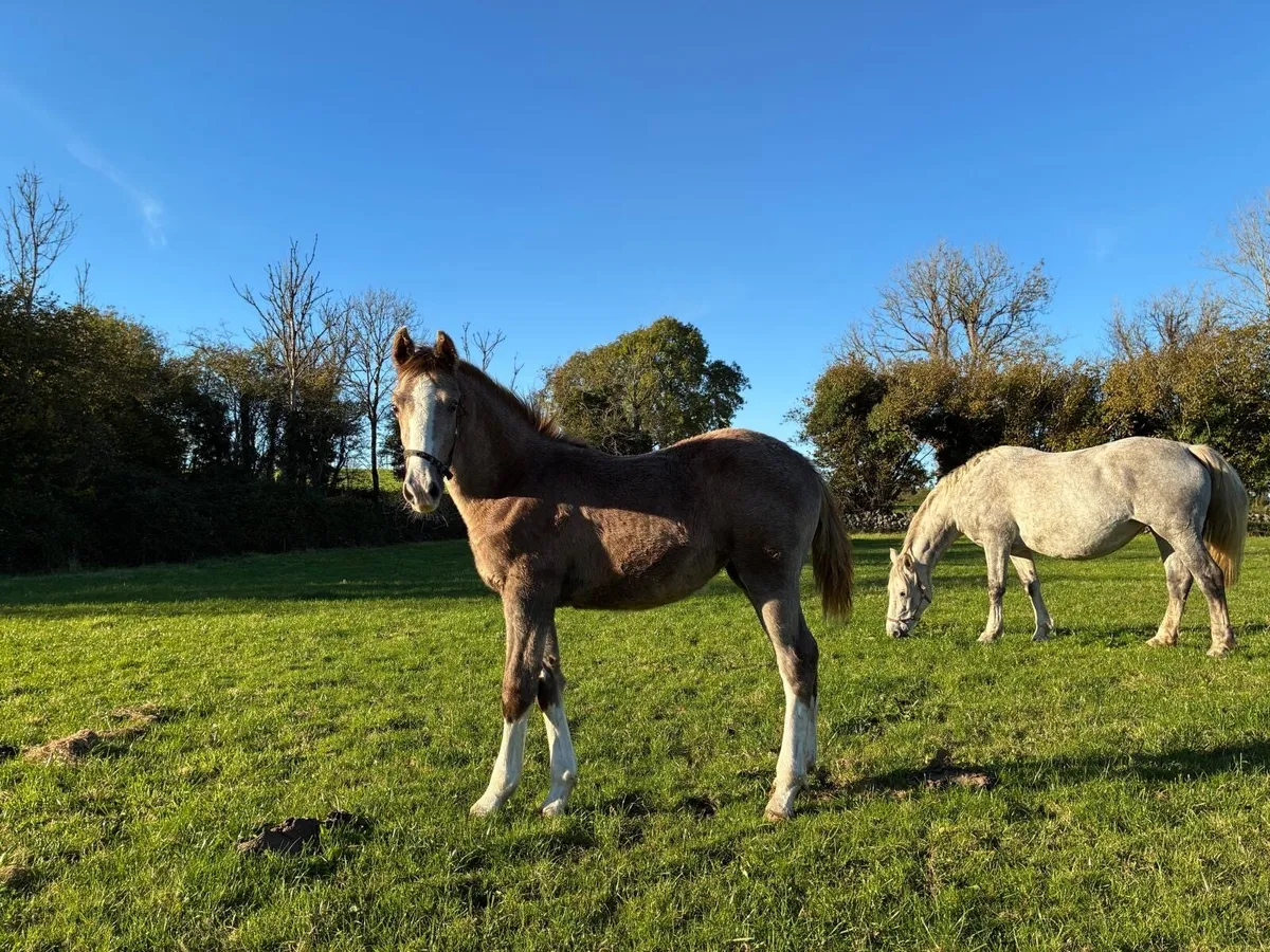 Irish Draught Filly foal - Image 1