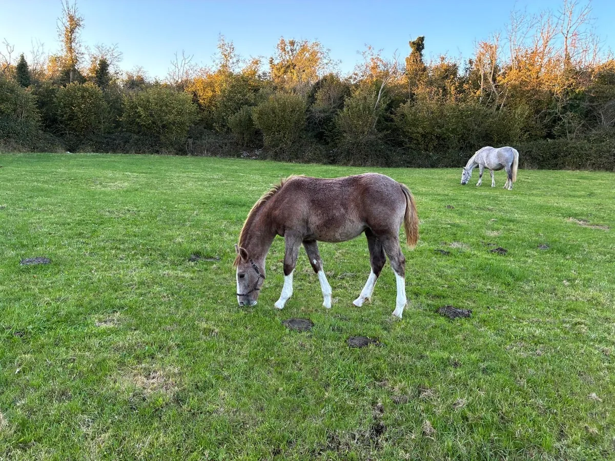 Irish Draught Filly foal - Image 3
