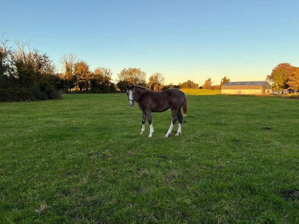 Irish Draught Filly foal - Image 2