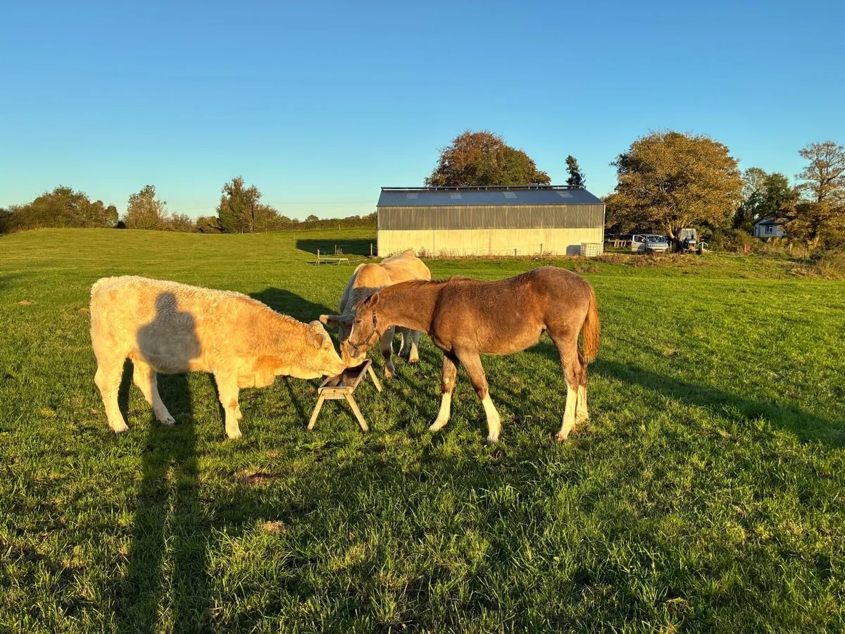 Irish Draught Filly foal - Image 4