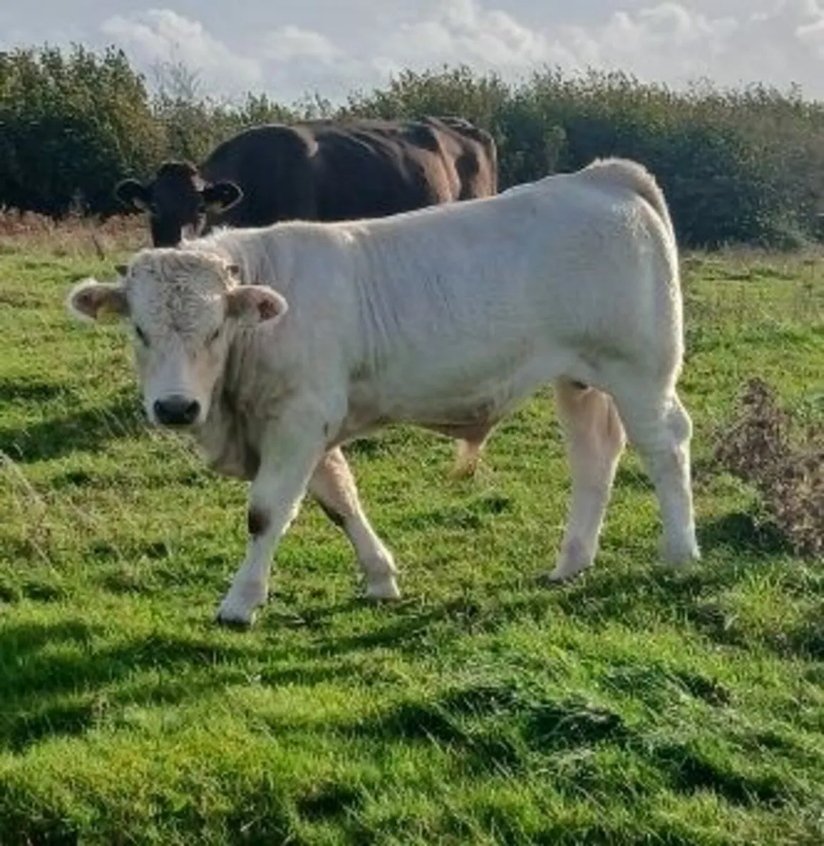 Calves - Image 1