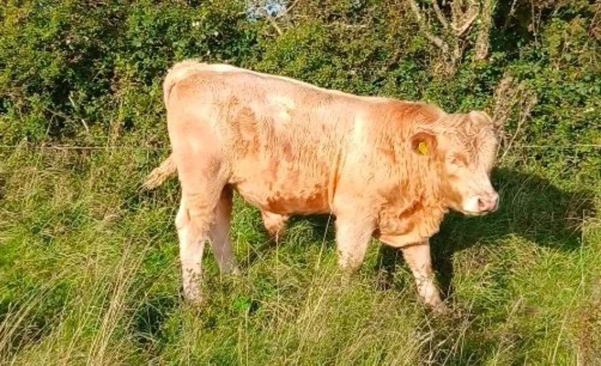 Calves - Image 2