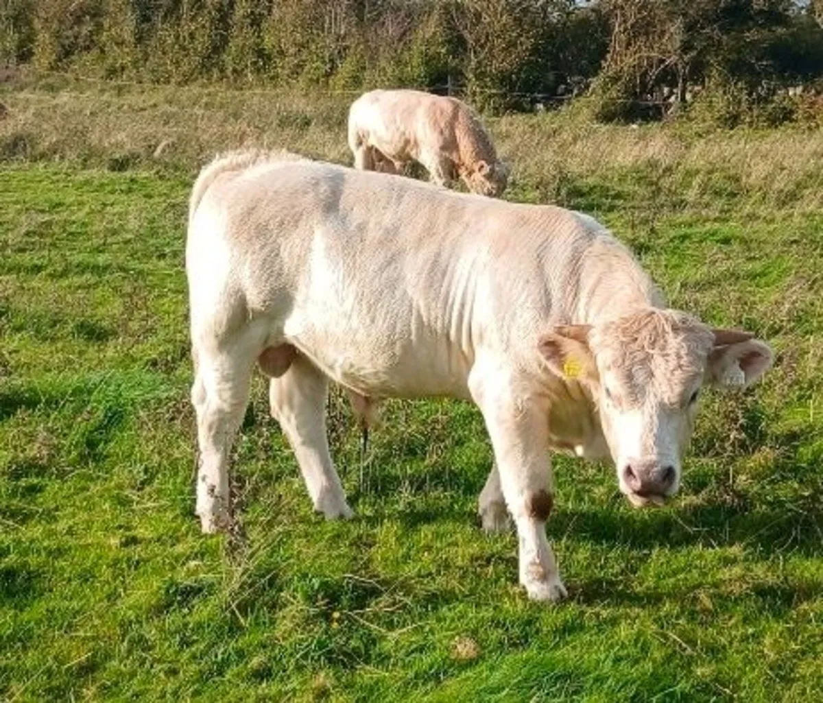 Calves - Image 3