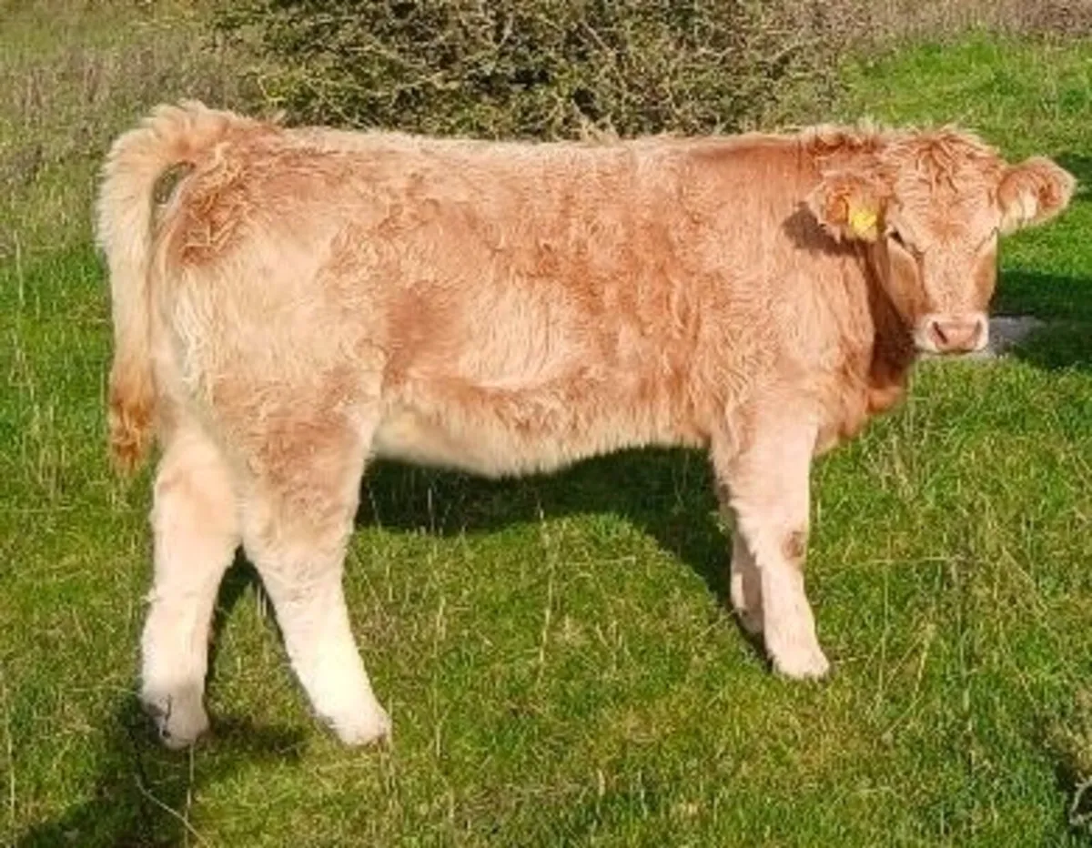Calves - Image 4