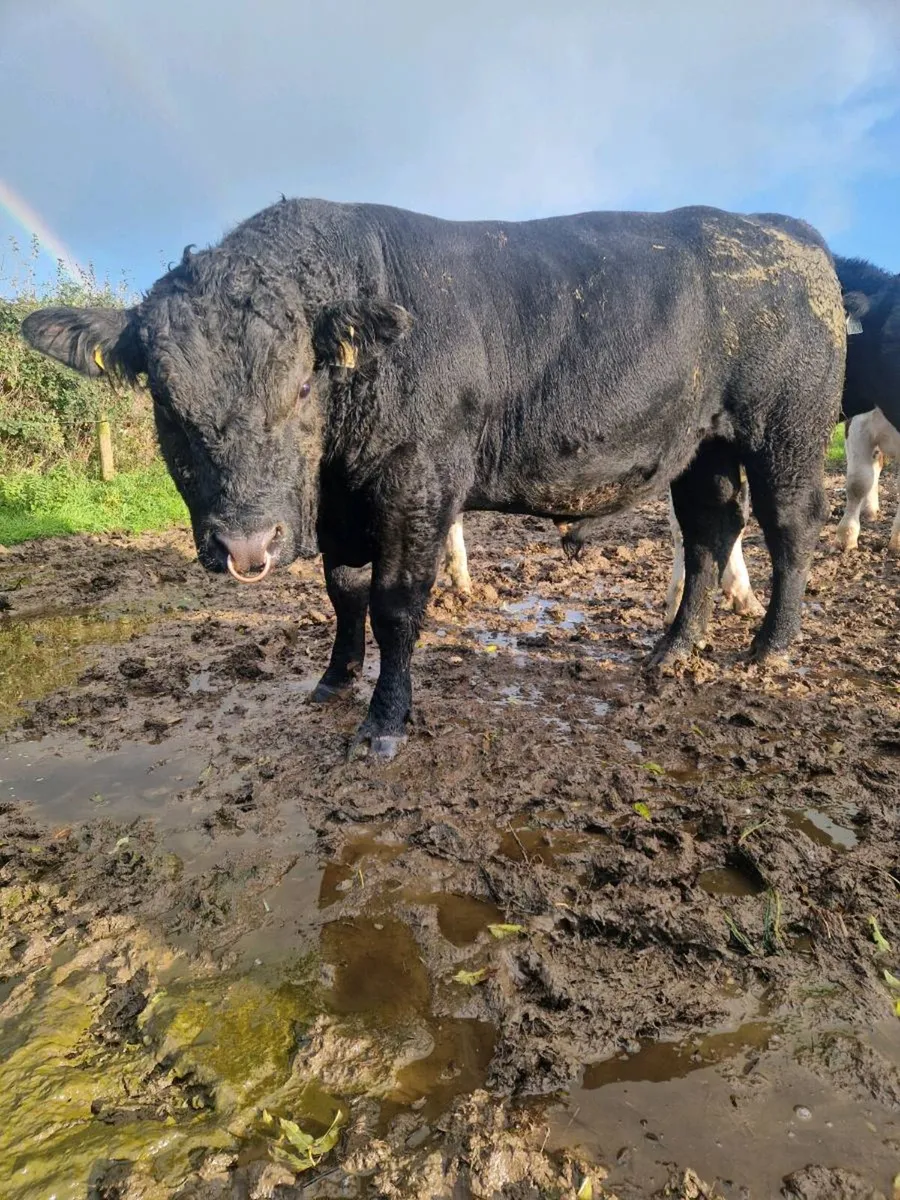 Bull - Image 1